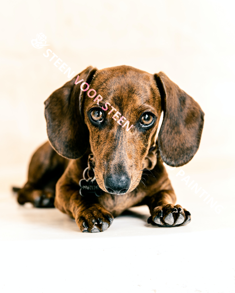 Honden